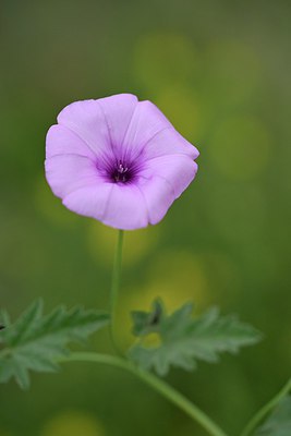 BUITEN BEELD Foto: 255071