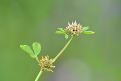 BUITEN BEELD Foto: 255124