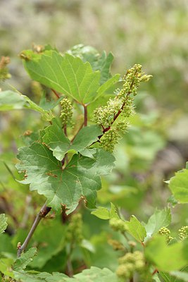 BUITEN BEELD Foto: 255171