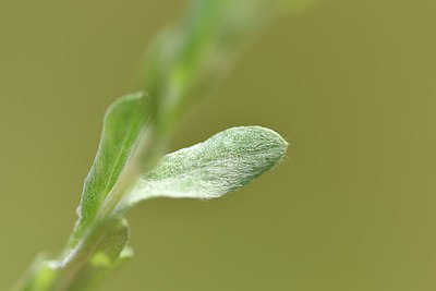 BUITEN BEELD Foto: 255206