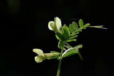 BUITEN BEELD Foto: 255347