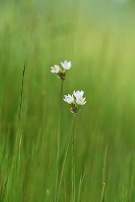 BUITEN BEELD Foto: 255351