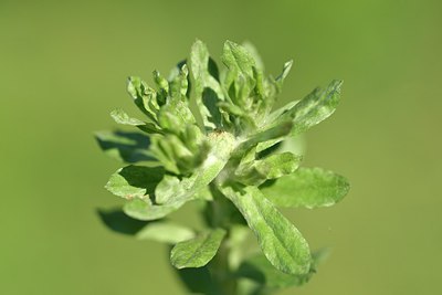 BUITEN BEELD Foto: 255414