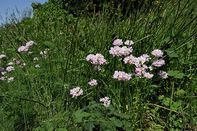 BUITEN BEELD Foto: 255473
