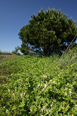 BUITEN BEELD Foto: 255478