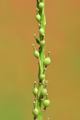BUITEN BEELD Foto: 255501