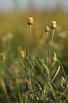 BUITEN BEELD Foto: 255536