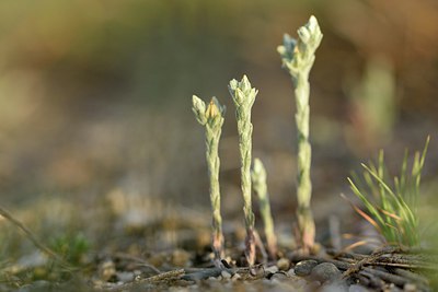BUITEN BEELD Foto: 255539