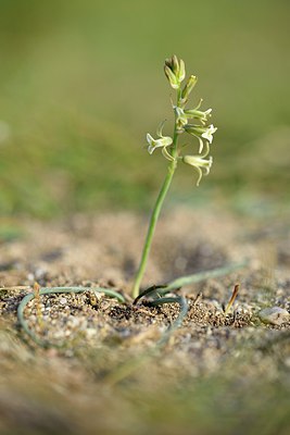 BUITEN BEELD Foto: 255554