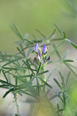 BUITEN BEELD Foto: 255556