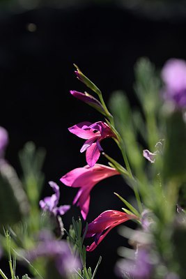 BUITEN BEELD Foto: 255608