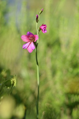 BUITEN BEELD Foto: 255609