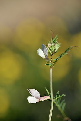 BUITEN BEELD Foto: 255627