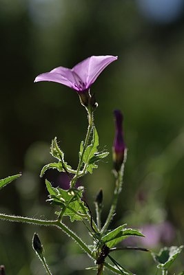 BUITEN BEELD Foto: 255635