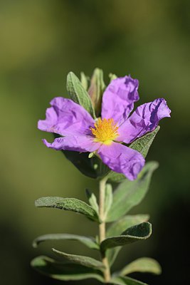 BUITEN BEELD Foto: 255637