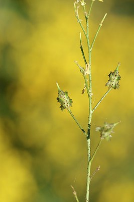 BUITEN BEELD Foto: 255640