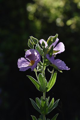 BUITEN BEELD Foto: 255643