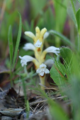 BUITEN BEELD Foto: 255649