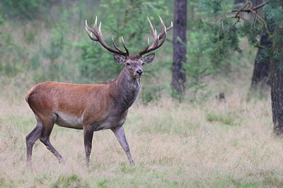 BUITEN BEELD Foto: 255852