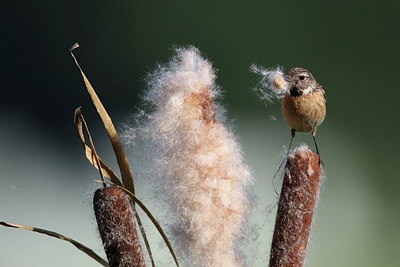 BUITEN BEELD Foto: 255854