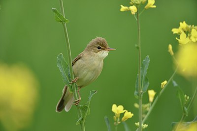 BUITEN BEELD Foto: 255860