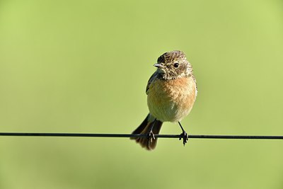 BUITEN BEELD Foto: 255864