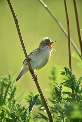 BUITEN BEELD Foto: 255867