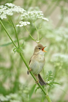 BUITEN BEELD Foto: 255872