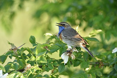 BUITEN BEELD Foto: 255875