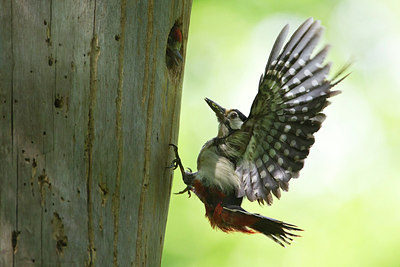 BUITEN BEELD Foto: 255892