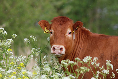 BUITEN BEELD Foto: 255914