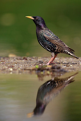 BUITEN BEELD Foto: 255916