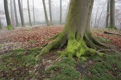 BUITEN BEELD Foto: 255923