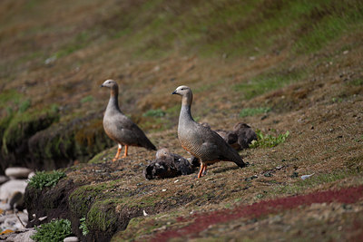BUITEN BEELD Foto: 255962