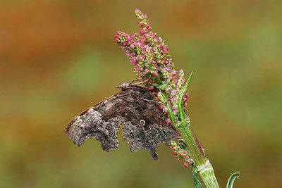 BUITEN BEELD Foto: 256130
