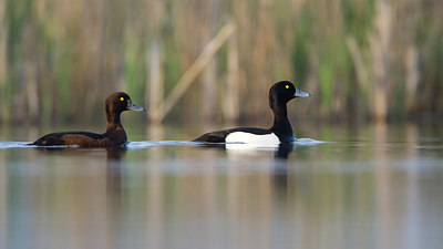 BUITEN BEELD Foto: 256145