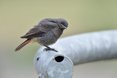 BUITEN BEELD Foto: 256186