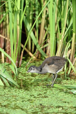 BUITEN BEELD Foto: 256187