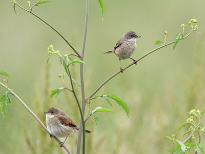 BUITEN BEELD Foto: 256190