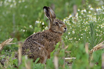 BUITEN BEELD Foto: 256210