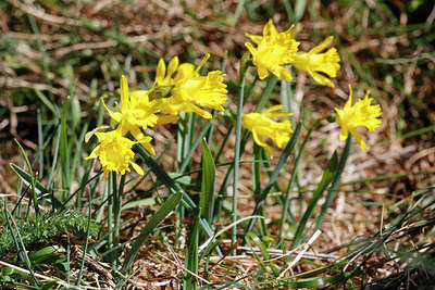 BUITEN BEELD Foto: 256254