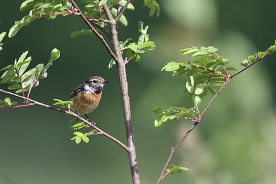 BUITEN BEELD Foto: 256274