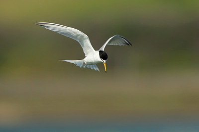 BUITEN BEELD Foto: 256277