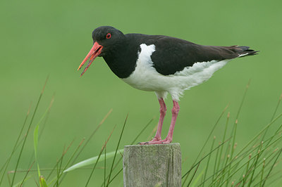 BUITEN BEELD Foto: 256337