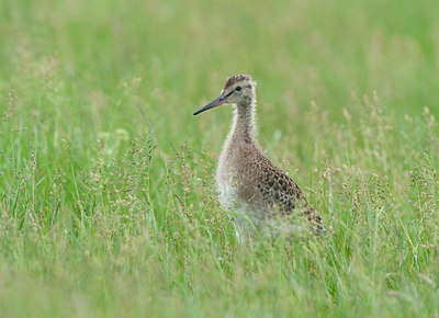 BUITEN BEELD Foto: 256346