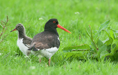 BUITEN BEELD Foto: 256348