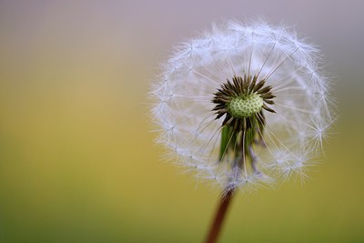 BUITEN BEELD Foto: 256355