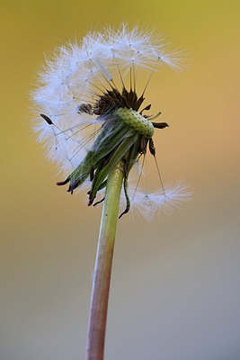 BUITEN BEELD Foto: 256356