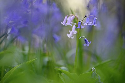 BUITEN BEELD Foto: 256377