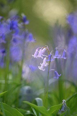 BUITEN BEELD Foto: 256378